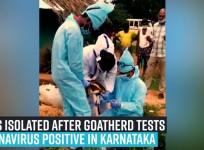 Goats isolated after goatherd tests coronavirus positive in Karnataka