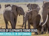 Hundreds of Elephants Found Dead Near Waterholes in Botswana