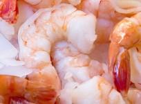 Shrimp