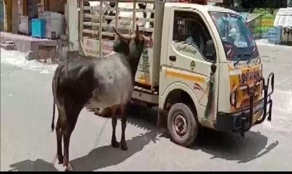 The cow and the bull trying to reach out to each other bovines