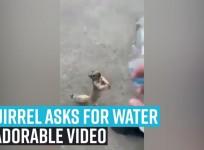 Squirrel asks for water in adorable video