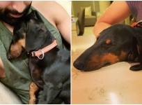 Prithviraj Sukumaran's pet dog Zorro