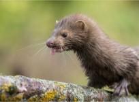 Mink