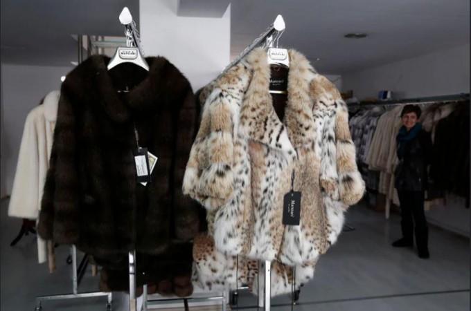 Minks are raised for their prized fur which is used in making expensive coats and other apparels. Mink fur coat
