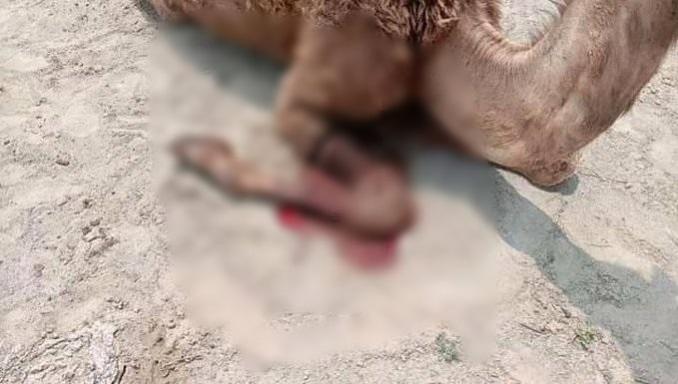 Camel, Rajasthan, Churu
