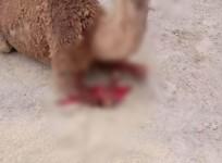 Camel