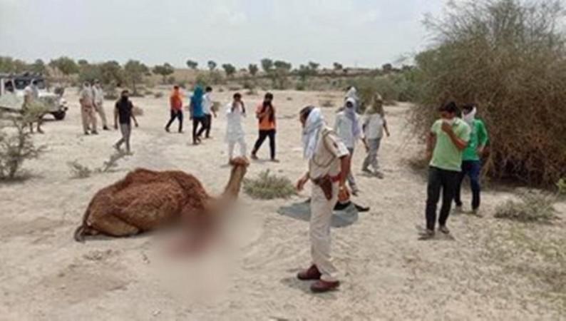 Camel