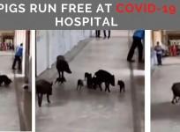 Pigs run around at hospital
