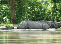 Kaziranga