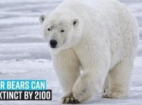 Polar bears can go extinct by 2100