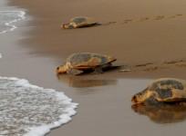 yellow turtle