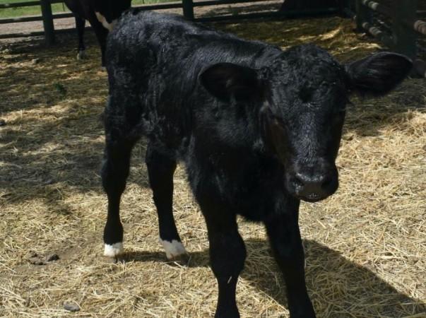 scientists-engineer-bull-calf-designed-to-produce-75-percent-male-offsprings-ibtimes-india