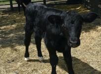 Bull calf