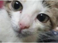 lahore kitten