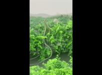 Rat snakes fight