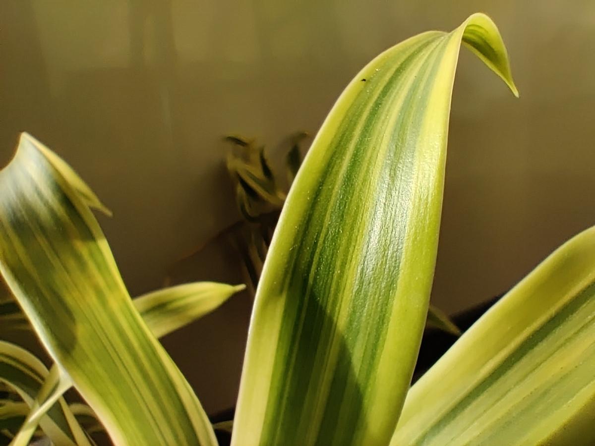 OnePlus 8 camera samples