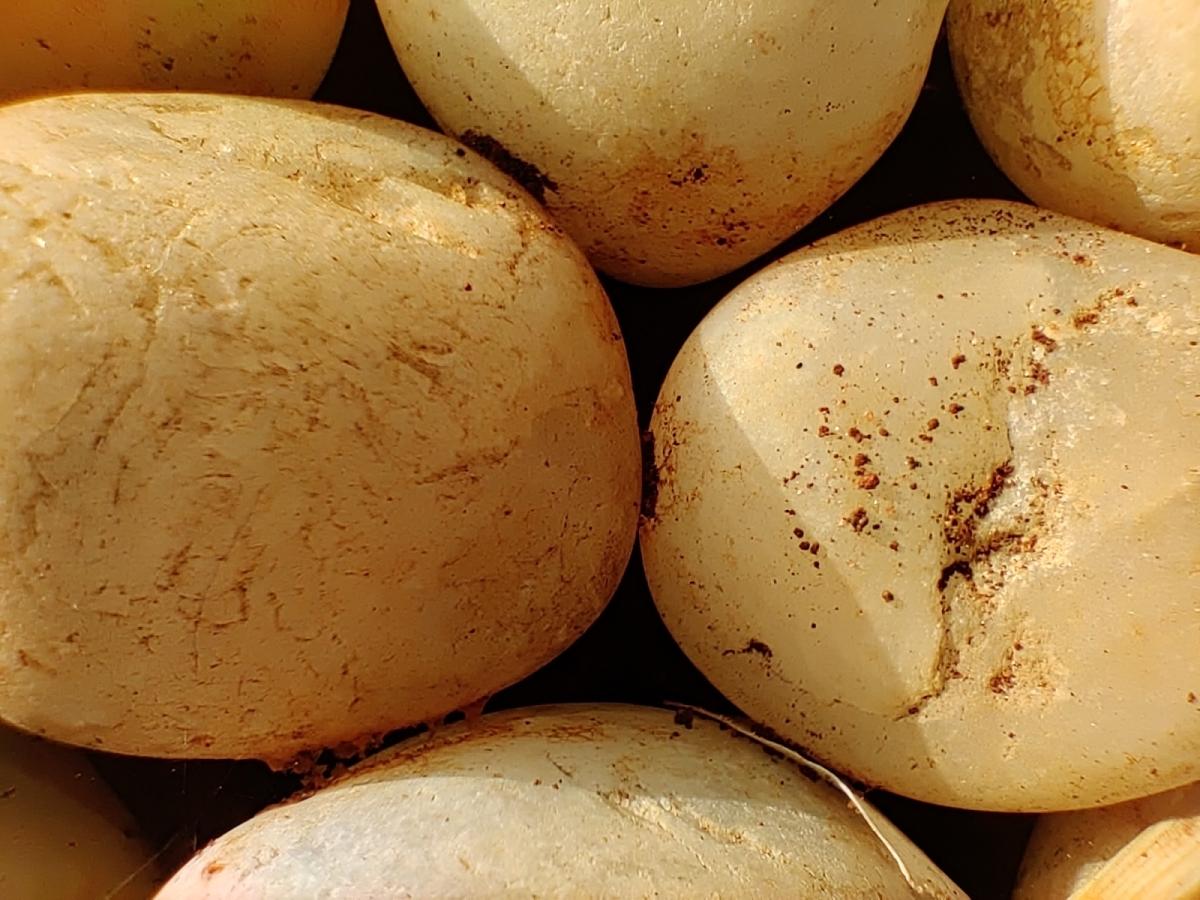 OnePlus 8 camera samples