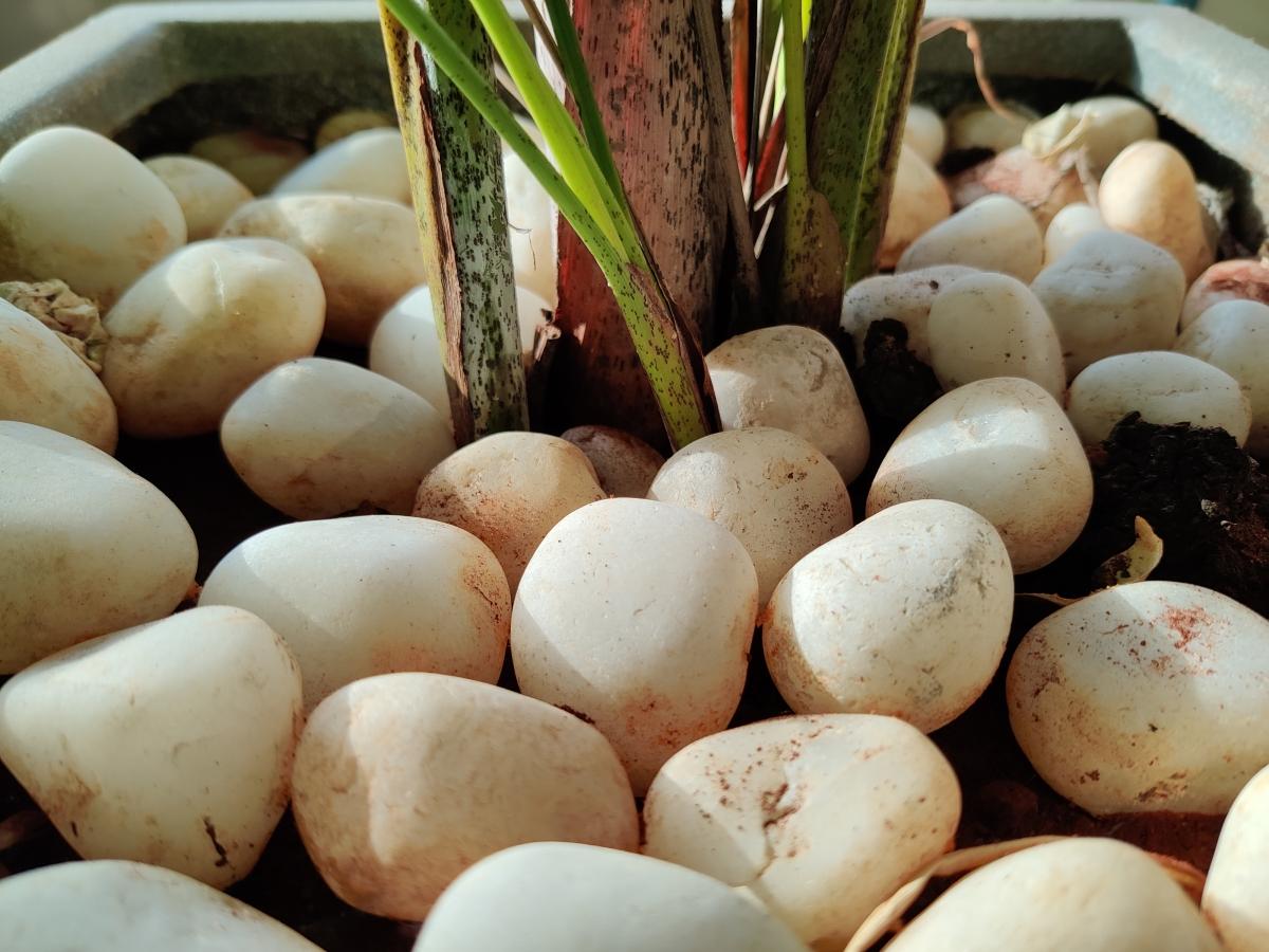 OnePlus 8 camera samples