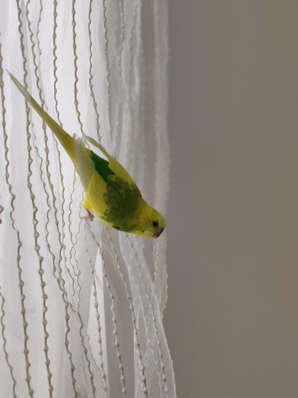 OnePlus 8 camera samples