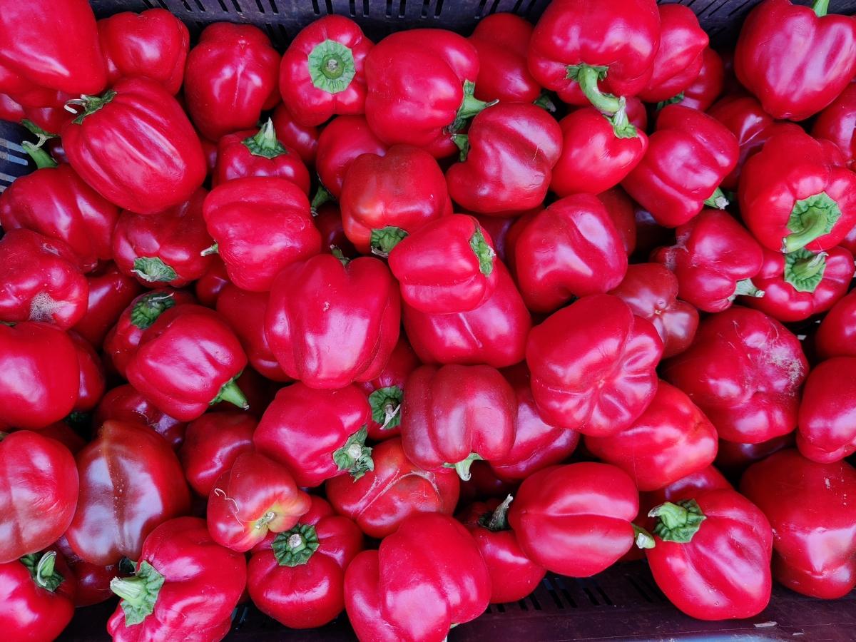 OnePlus 8 camera samples