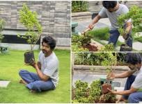 Vijay Plants Saplings