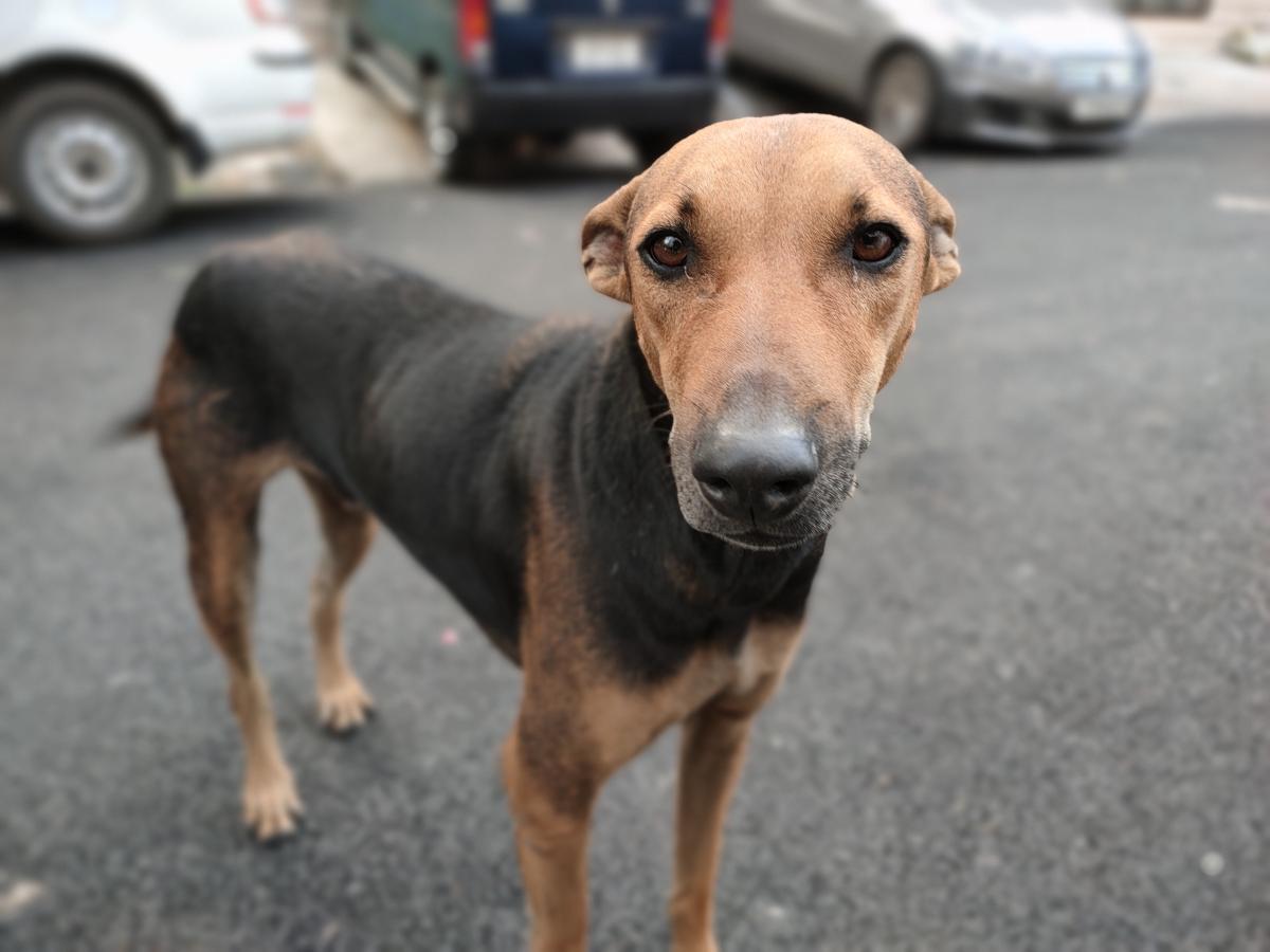 Oppo Reno 4 Pro camera sample for portrait Oppo Reno 4 Pro camera samples