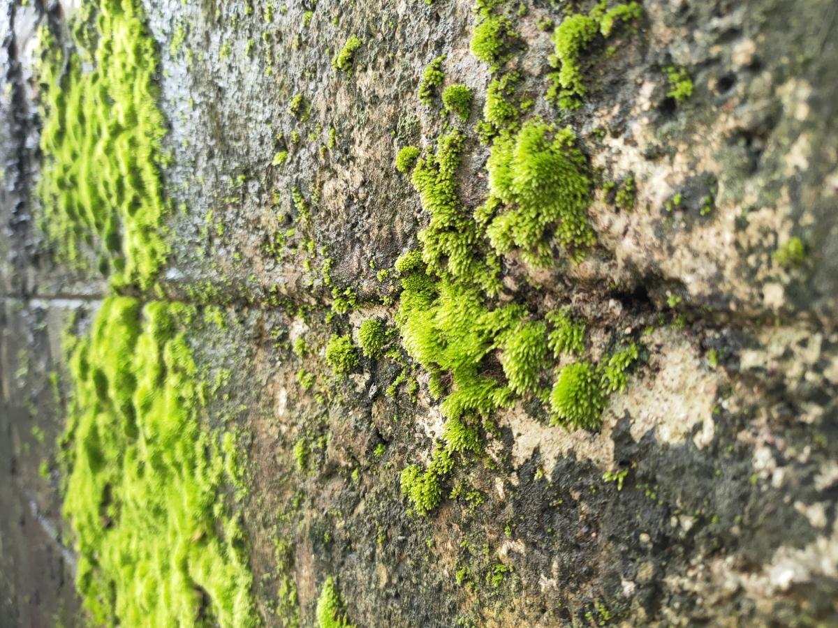 Oppo Reno 4 Pro camera samples Oppo Reno 4 Pro camera samples