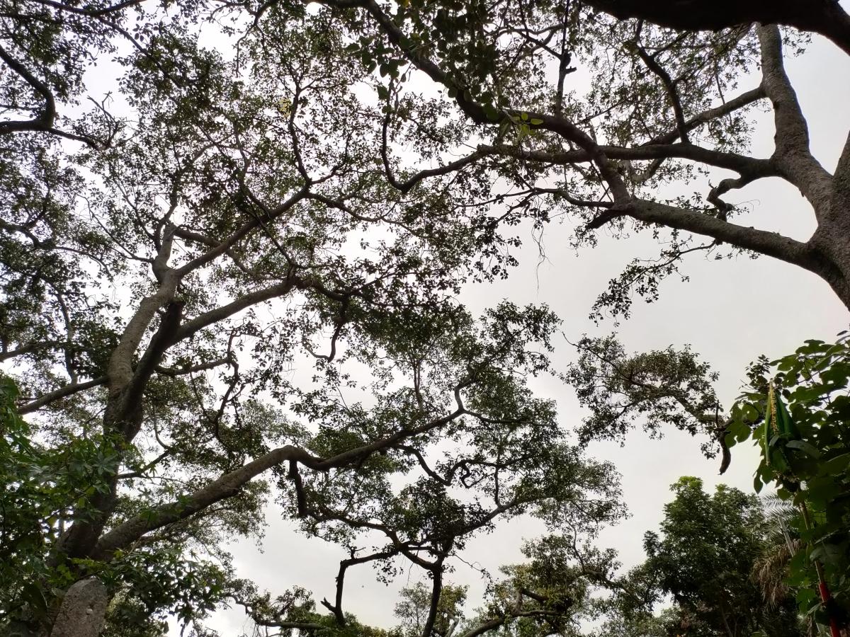 Oppo Reno 4 Pro camera samples Oppo Reno 4 Pro camera samples