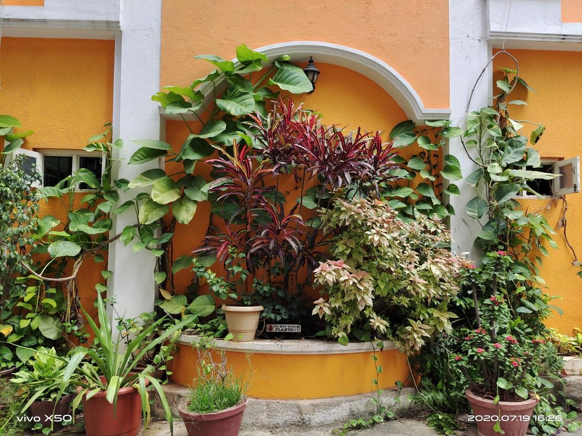 Vivo X50 camera samples