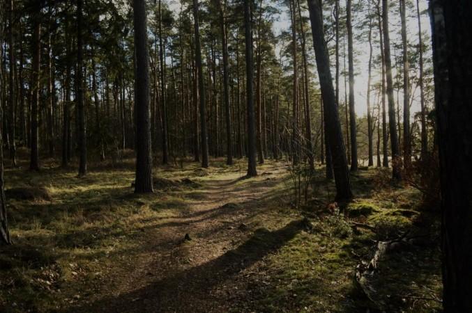 Representational image. forest