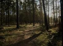 forest