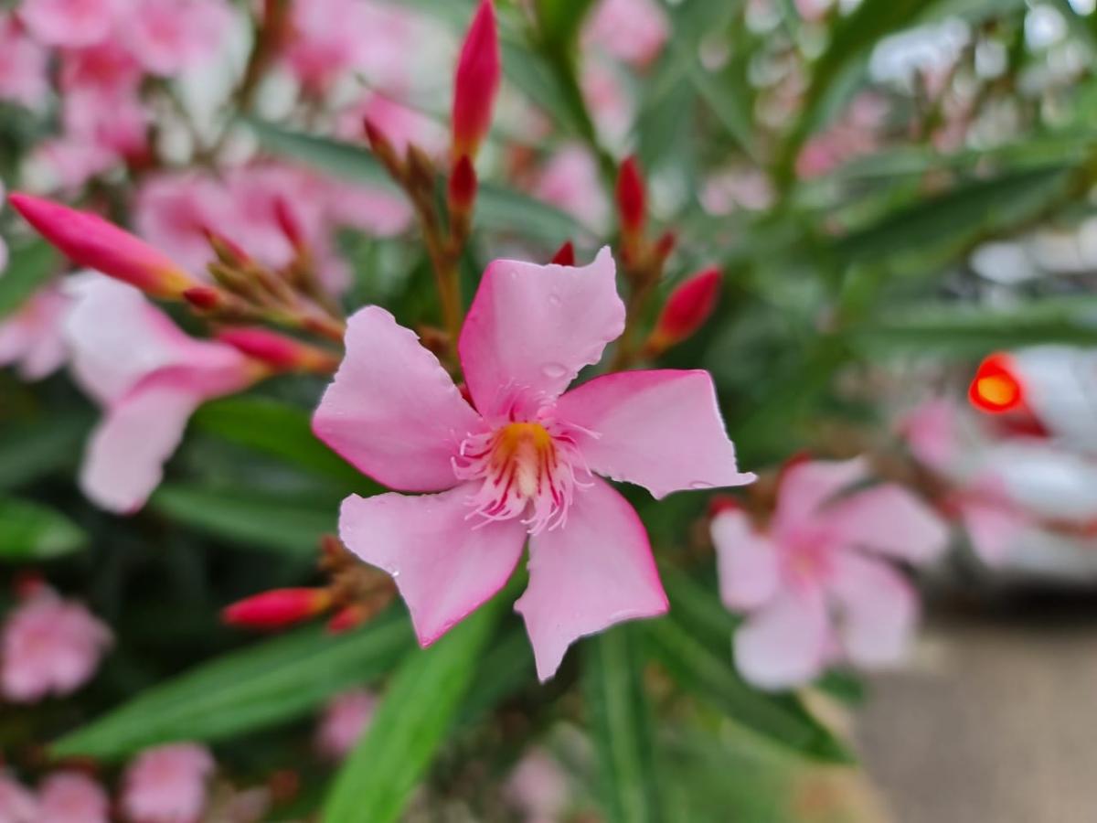 Samsung Galaxy Note 20 Ultra 5G camera review