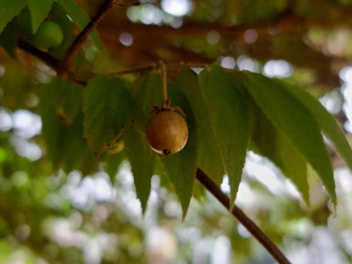 Samsung Galaxy Note 20 Ultra 5G camera review