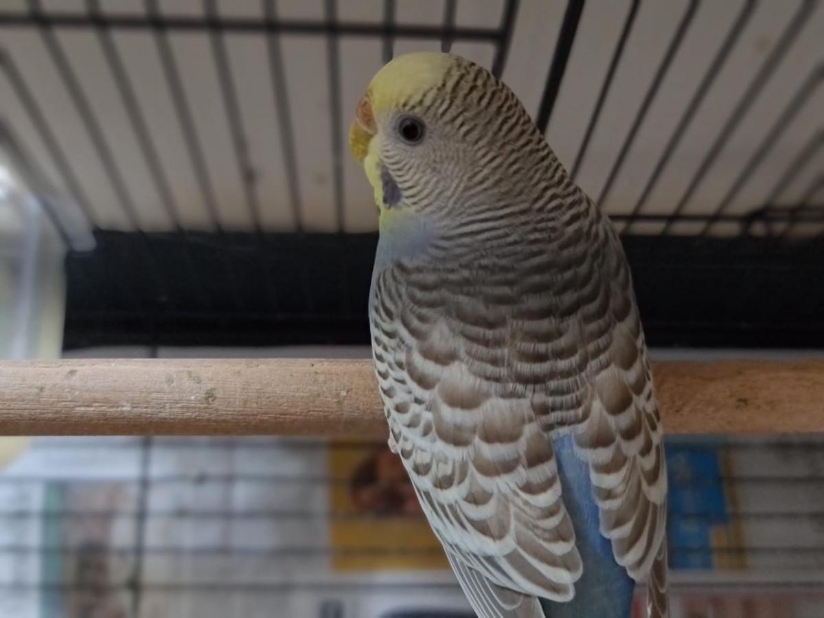 Samsung Galaxy Note 20 Ultra 5G camera review