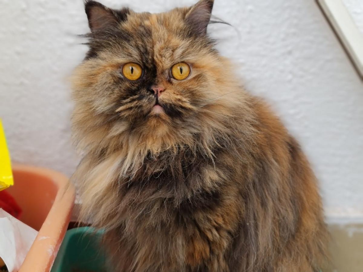 Samsung Galaxy Note 20 Ultra 5G camera review