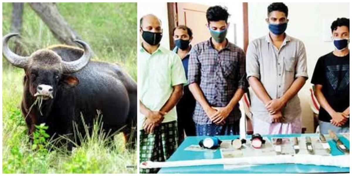 Kerala pregnant buffalo butchered, foetus sold for meat; detained -