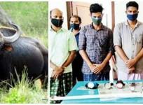 Kerala pregnant buffalo