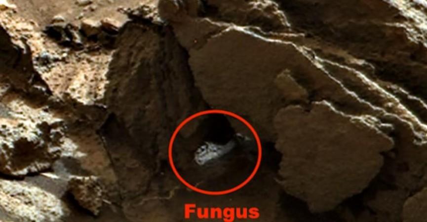 real photos of aliens on mars