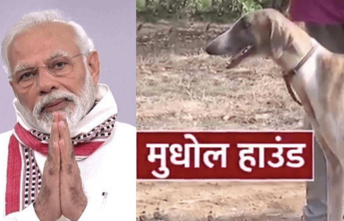 What Is Mudhol Hound Indian Dog Breed Pm Modi Spoke About In Mann Ki Baat Ibtimes India
