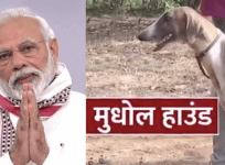 Modi and Mudhol hound