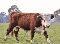 Mad bull in Bengaluru