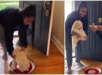 NRI puppy