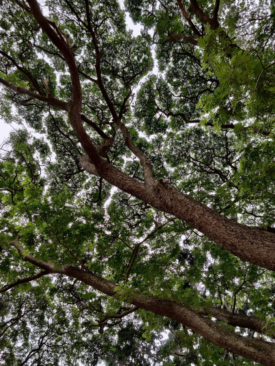 OnePlus 8 Pro camera samples OnePlus 8 Pro camera samples