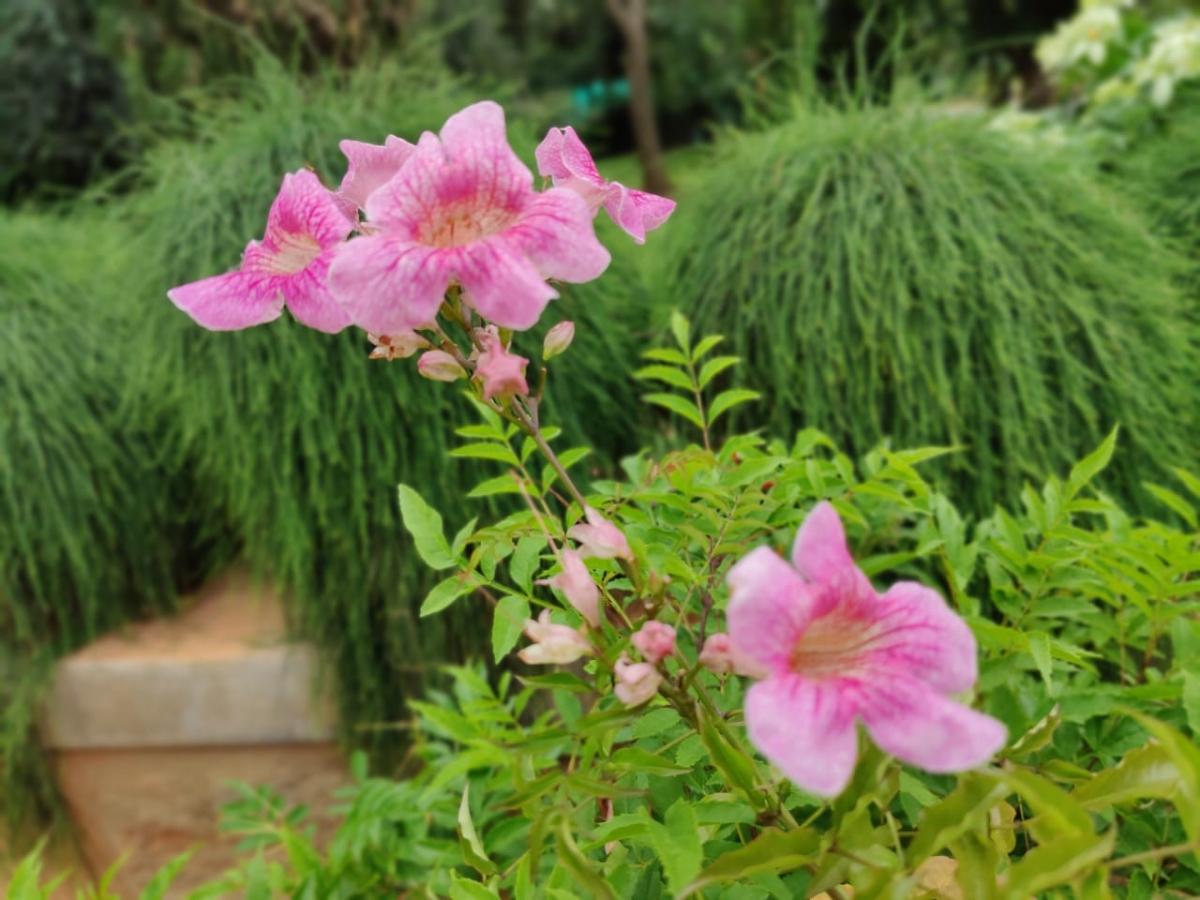 OnePlus 8 Pro camera samples OnePlus 8 Pro camera samples