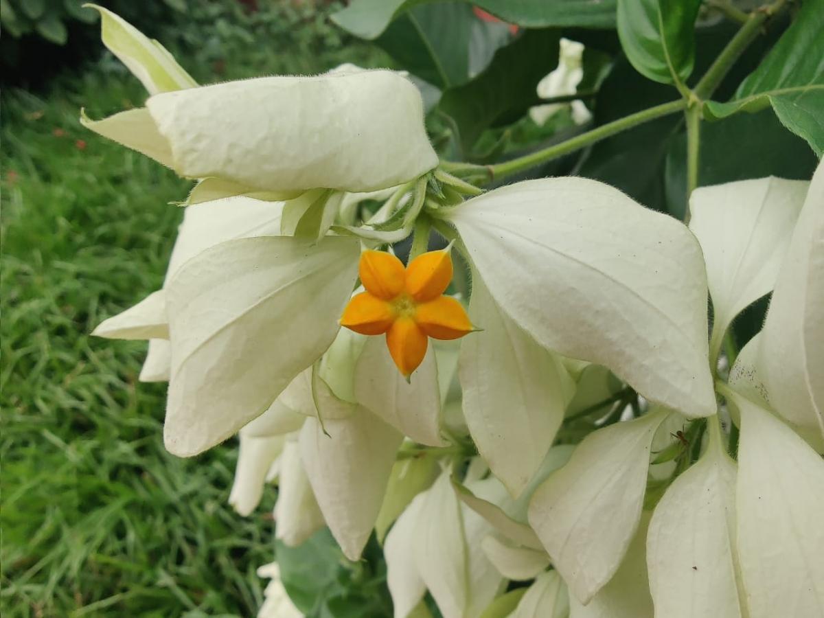 OnePlus 8 Pro camera samples OnePlus 8 Pro camera samples