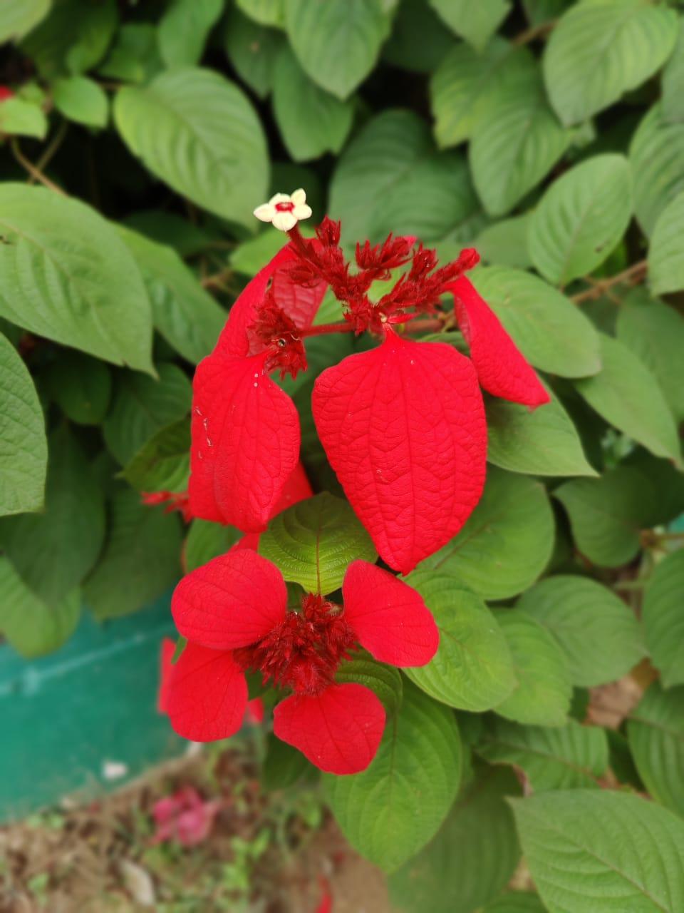 OnePlus 8 Pro camera samples OnePlus 8 Pro camera samples