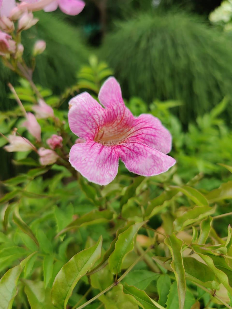 OnePlus 8 Pro camera samples OnePlus 8 Pro camera samples