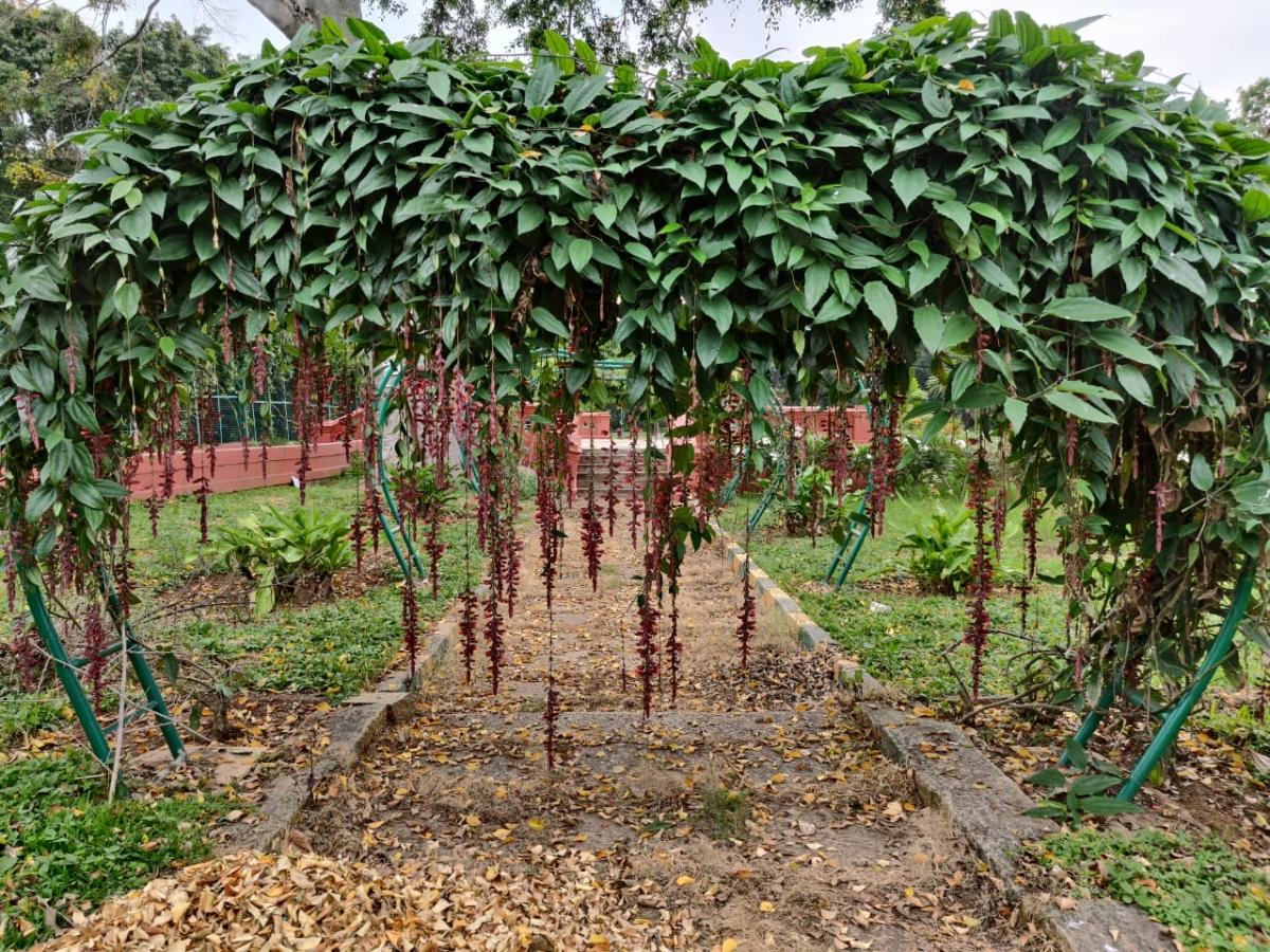 OnePlus 8 Pro camera samples OnePlus 8 Pro camera samples