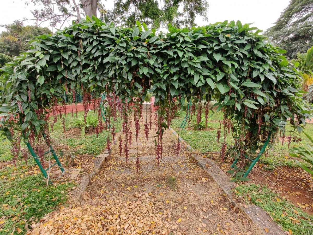 OnePlus 8 Pro camera samples OnePlus 8 Pro camera samples