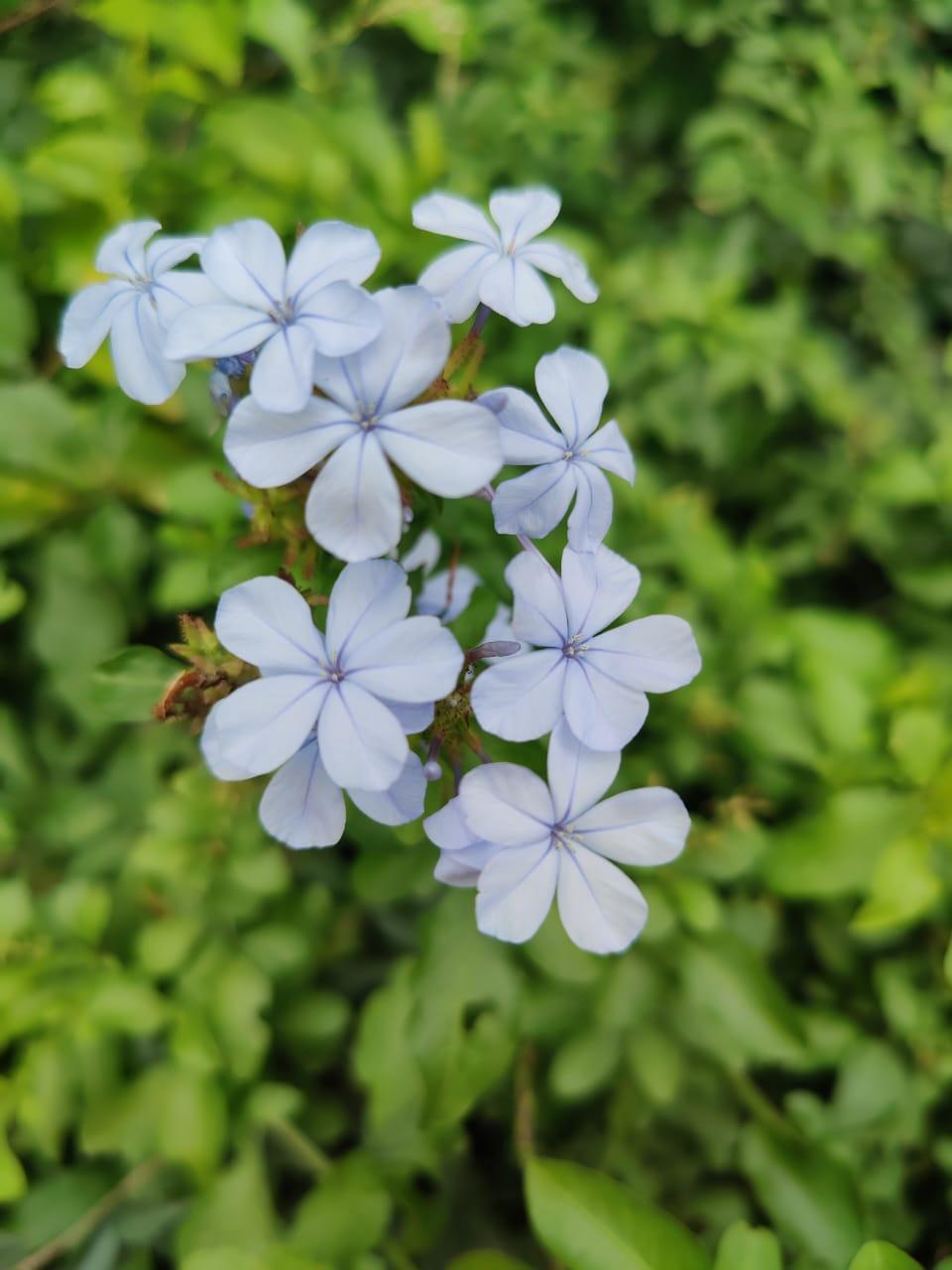 OnePlus 8 Pro camera samples OnePlus 8 Pro camera samples